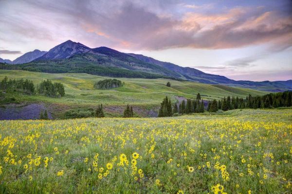 CO, Crested Butte Flowers and mountain